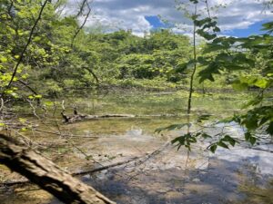 Property photo for land for sale in Marion County Arkansas