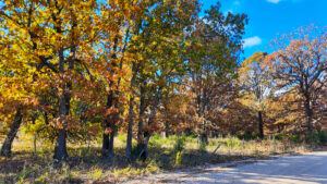 Property photo for land for sale in Hickory County Missouri