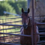 Property photo for land for sale in Vernon County Missouri