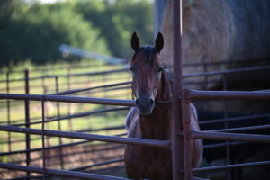 Property photo for land for sale in Vernon County Missouri