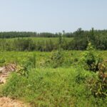 Property photo for land for sale in Ouachita County Louisiana