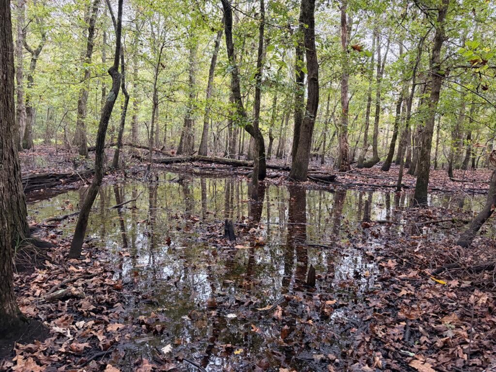 Property photo for land for sale in Cass County Texas