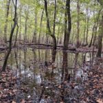 Property photo for land for sale in Cass County Texas