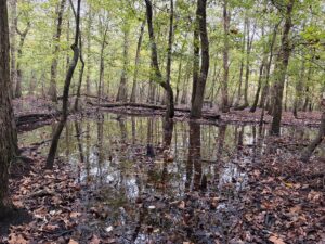 Property photo for land for sale in Cass County Texas