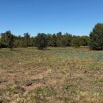 Property photo for land for sale in Bowie County Texas