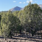 Property photo for land for sale in Coconino County Arizona