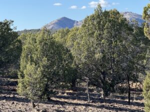 Property photo for land for sale in Coconino County Arizona