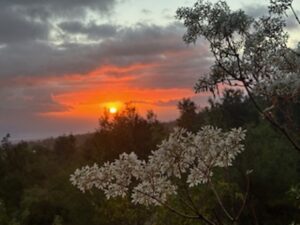 Property photo for land for sale in Hawaii County Hawaii