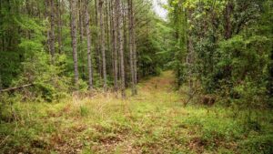 Property photo for land for sale in Wilkinson County Mississippi