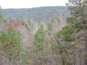 Property photo for land for sale in  County Arkansas