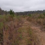 Property photo for land for sale in Amite County Mississippi