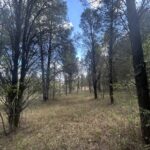 Property photo for land for sale in Dallas County Alabama