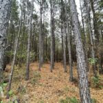 Property photo for land for sale in Smith County Texas