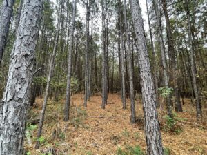 Property photo for land for sale in Smith County Texas