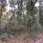 Property photo for land for sale in Suwannee County Florida