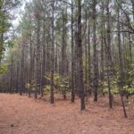Property photo for land for sale in Dallas County Arkansas