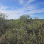 Property photo for land for sale in Jim Wells County Texas