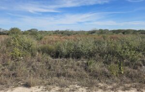 Property photo for land for sale in Jim Wells County Texas