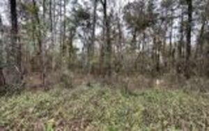 Property photo for land for sale in Suwannee County Florida