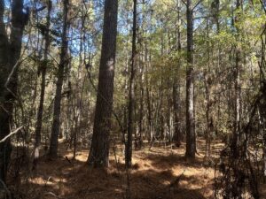 Property photo for land for sale in Ouachita County Arkansas