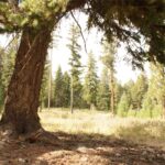 Property photo for land for sale in Missoula County Montana