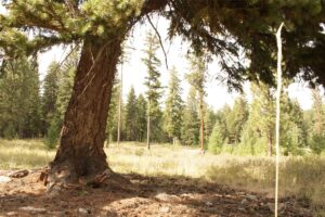 Property photo for land for sale in Missoula County Montana