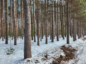 Property photo for land for sale in Marquette County Wisconsin