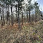 Property photo for land for sale in Lincoln County Arkansas