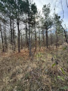 Property photo for land for sale in Lincoln County Arkansas