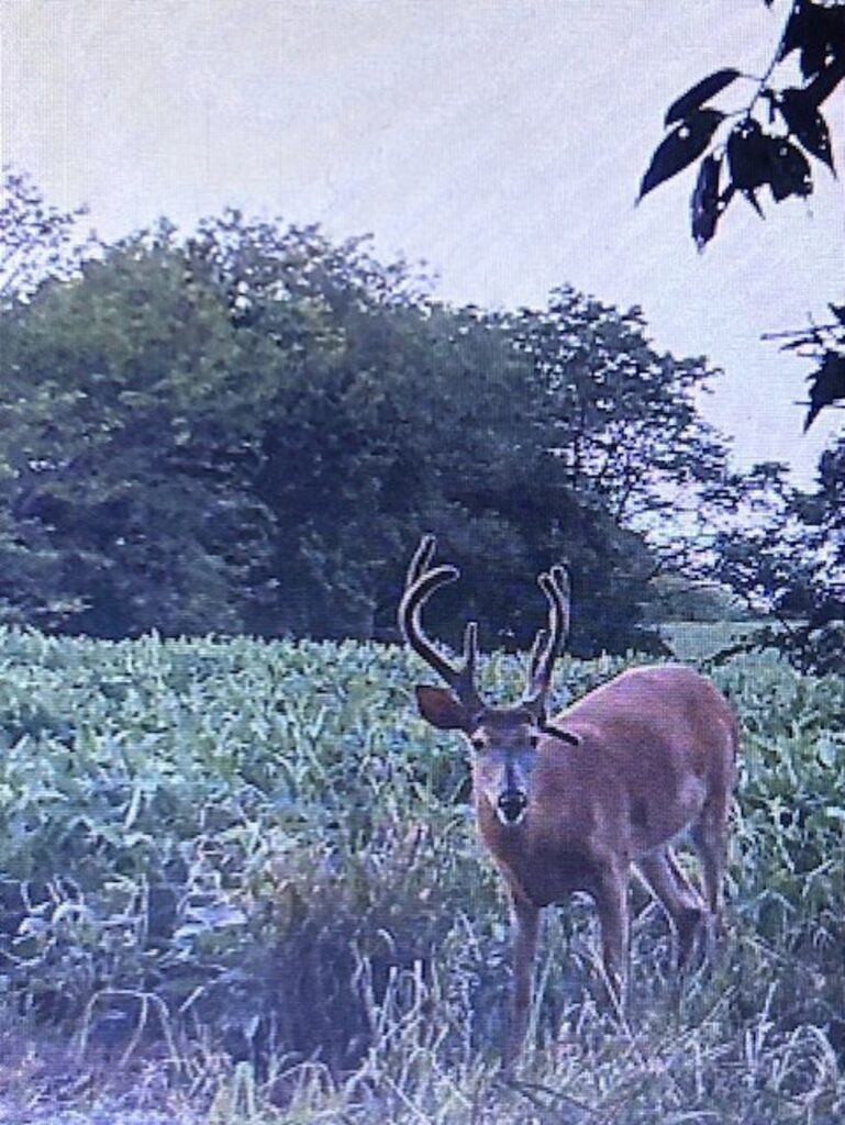 Property photo for land for sale in DeKalb County Missouri