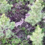 Property photo for land for sale in  County Georgia