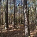 Property photo for land for sale in Columbia County Arkansas