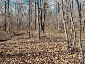 Property photo for land for sale in Wayne County Tennessee