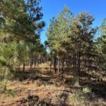 Property photo for land for sale in Ashley County Arkansas