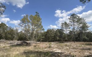 Property photo for land for sale in Levy County Florida