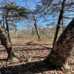Property photo for land for sale in Marion County Arkansas