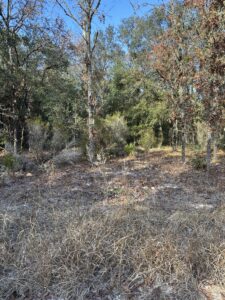 Property photo for land for sale in Levy County Florida