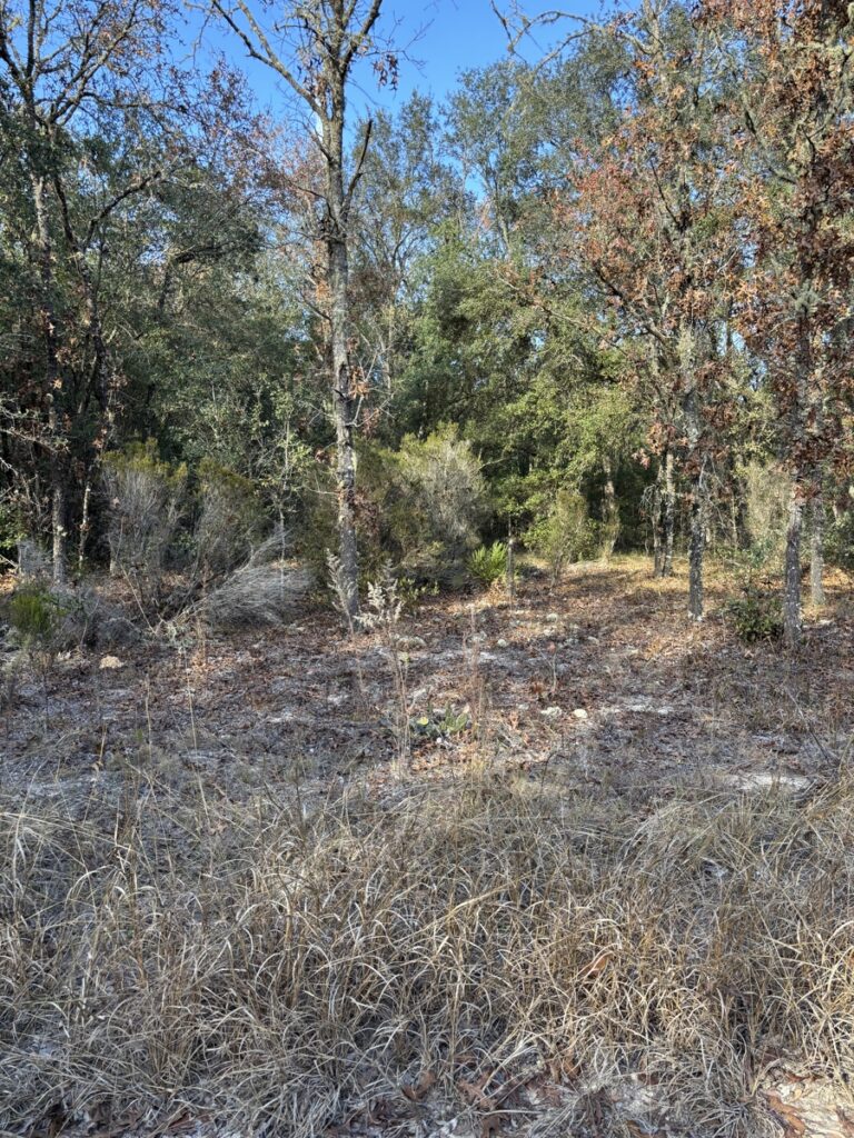 Property photo for land for sale in Levy County Florida
