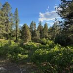 Property photo for land for sale in Rio Arriba County New Mexico