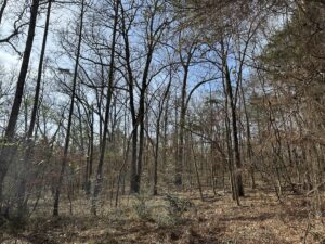 Property photo for land for sale in Cherokee County Texas