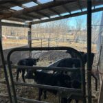 Property photo for land for sale in Gentry County Missouri