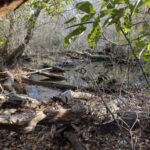 Property photo for land for sale in Jones County North Carolina