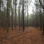 Property photo for land for sale in Lewis County Tennessee