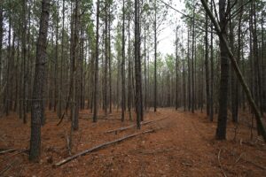 Property photo for land for sale in Lewis County Tennessee