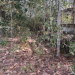 Property photo for land for sale in Jefferson County Florida