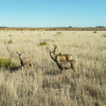 Property photo for land for sale in Roosevelt County New Mexico