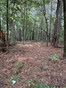 Property photo for land for sale in Cass County Texas