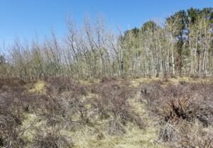 Property photo for land for sale in Larimer County Colorado
