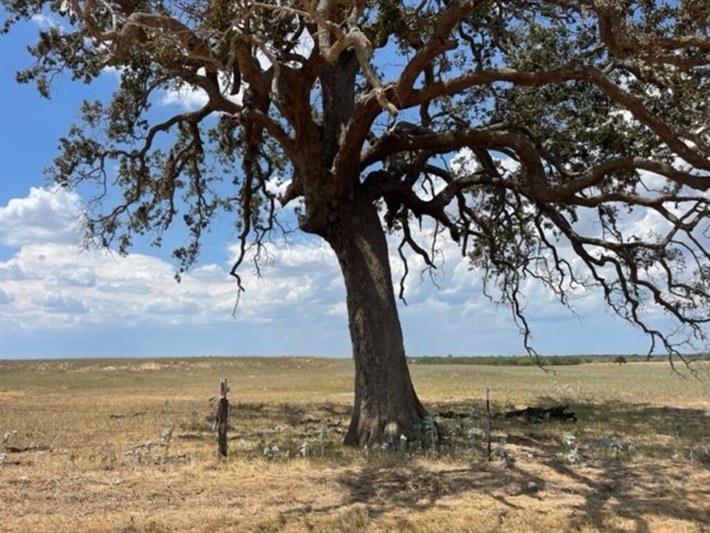 Property photo for land for sale in Wilson County Texas