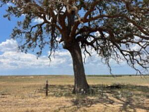 Property photo for land for sale in Wilson County Texas